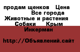 продам щенков › Цена ­ 15 000 - Все города Животные и растения » Собаки   . Крым,Инкерман